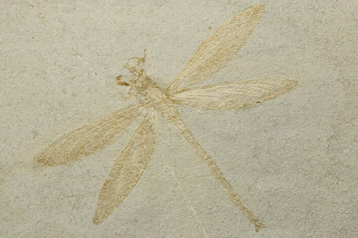 Fossil Dragonfly (Cymatophlebia?) - Solnhofen Limestone #227332